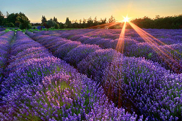 Lavender Field in Sequim